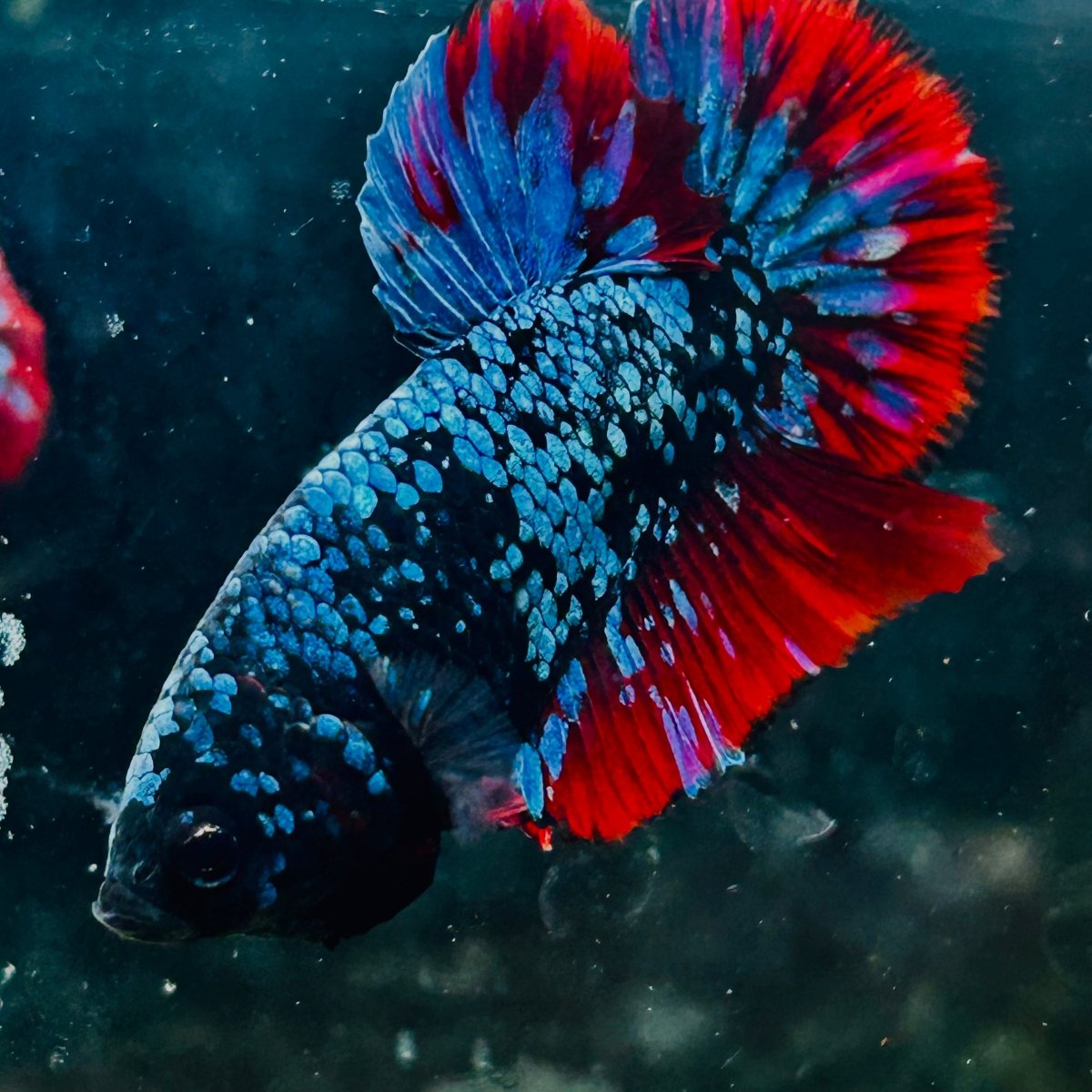 Plakat Avarta Nebula Male Betta 016 Male betta