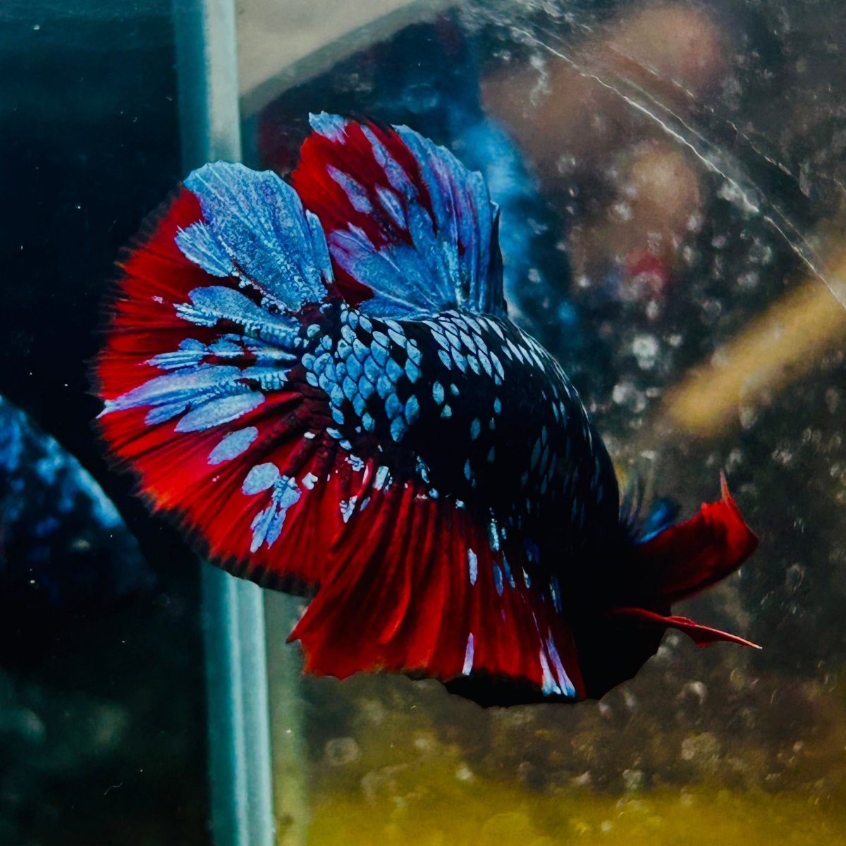Plakat Avarta Nebula Male Betta 016 Male betta