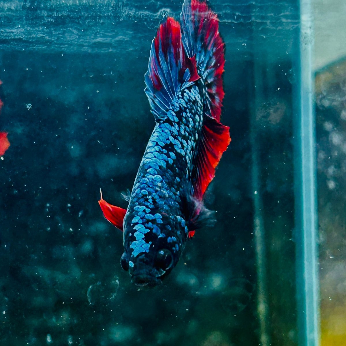 Plakat Avarta Nebula Male Betta 016 Male betta