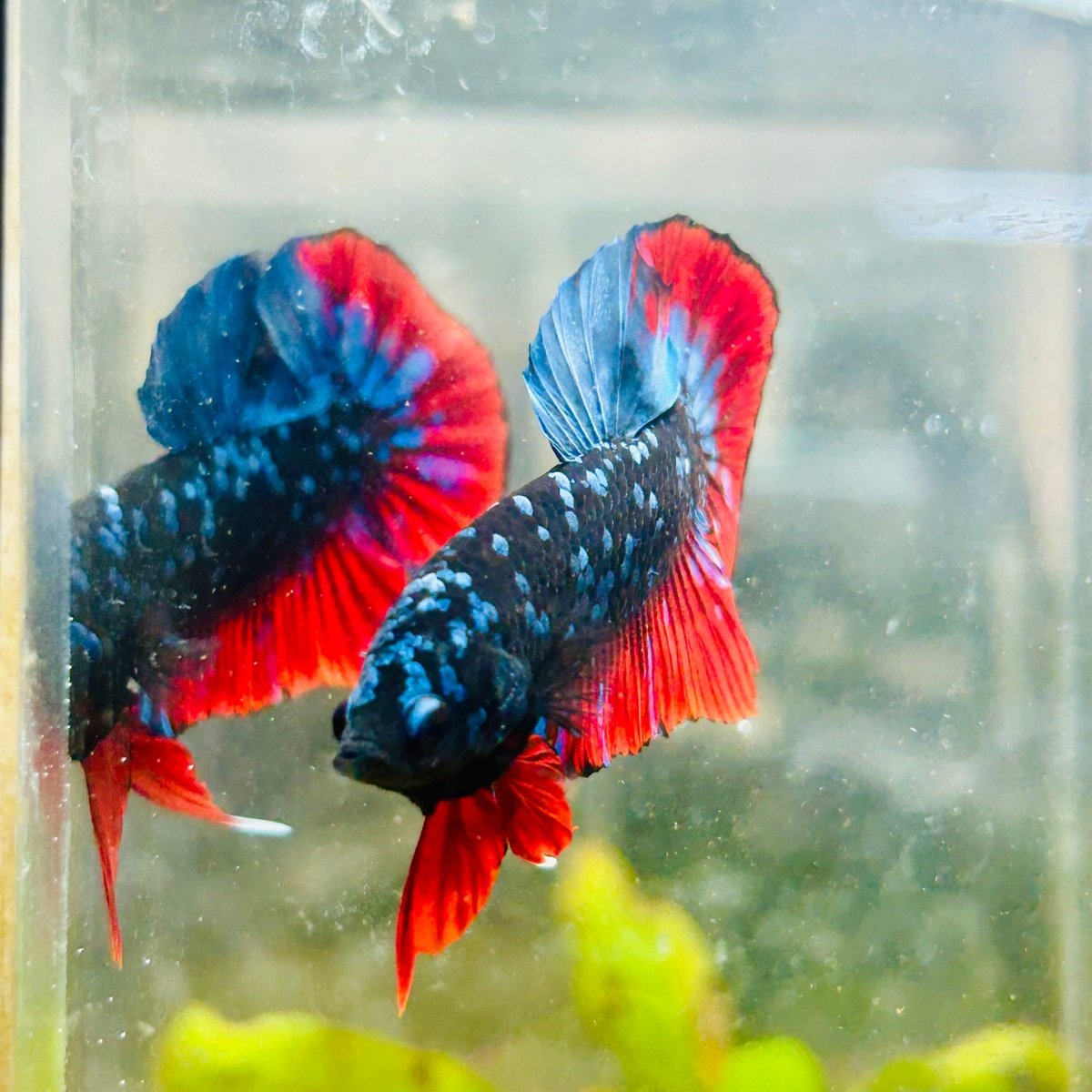 Plakat Avatar Nebula Male Betta #018