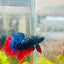 Plakat Avarta Nebula Male Betta 018 Live Betta Fish Male betta