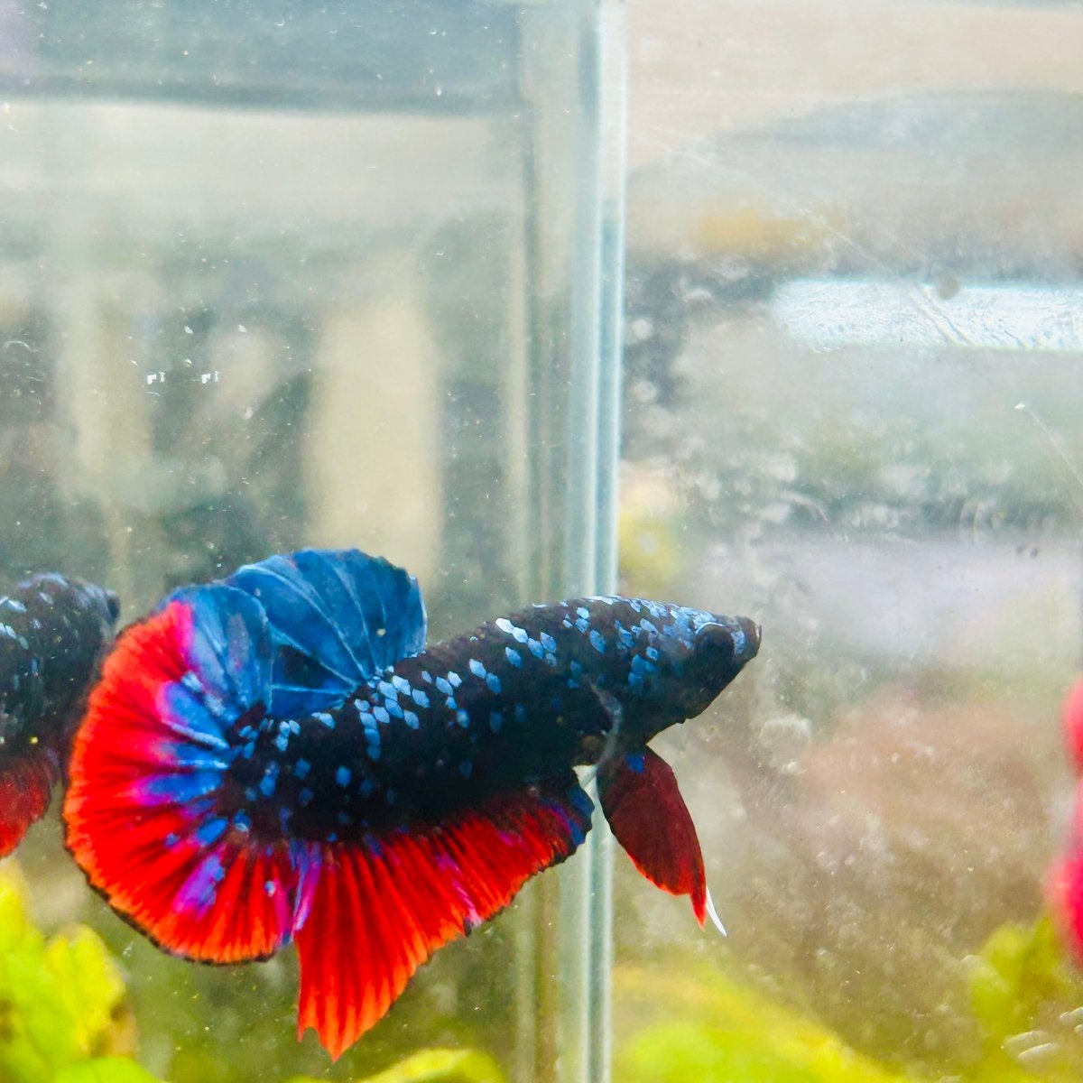Plakat Avatar Nebula Male Betta #018