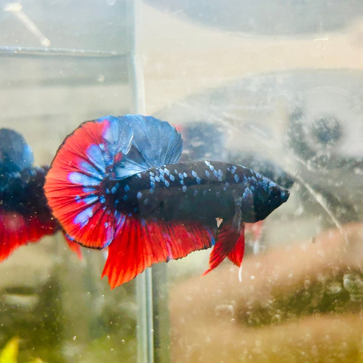 Plakat Avatar Nebula Male Betta #018