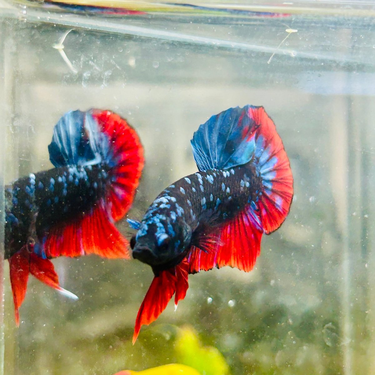 Plakat Avatar Nebula Male Betta #018