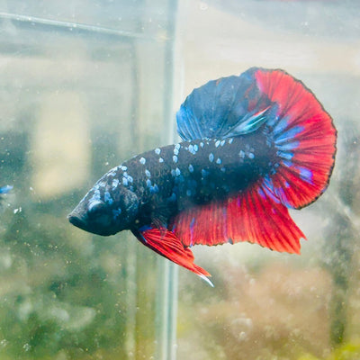 Plakat Avarta Nebula Male Betta 018 Live Betta Fish Male betta