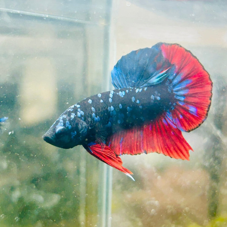Plakat Avarta Nebula Male Betta 018 Live Betta Fish Male betta