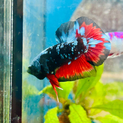 Plakat Avarta Nebula Male Betta 036