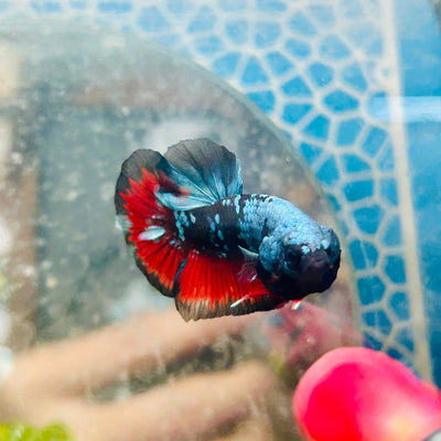 Plakat Avarta Nebula Male Betta 036