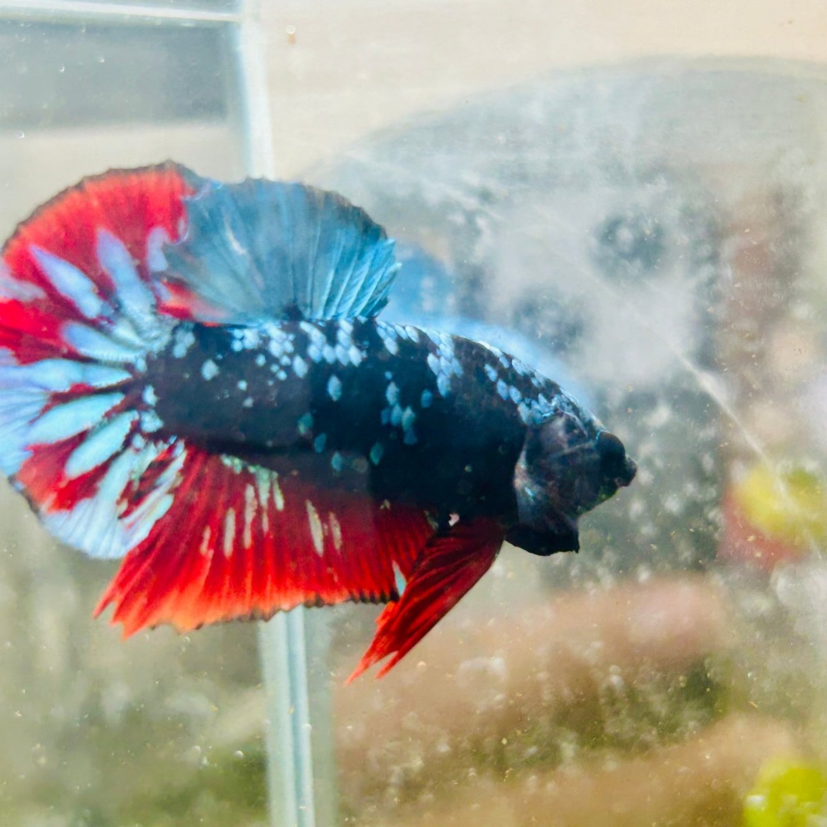 Plakat Avarta Nebula Male Betta 038 Male betta