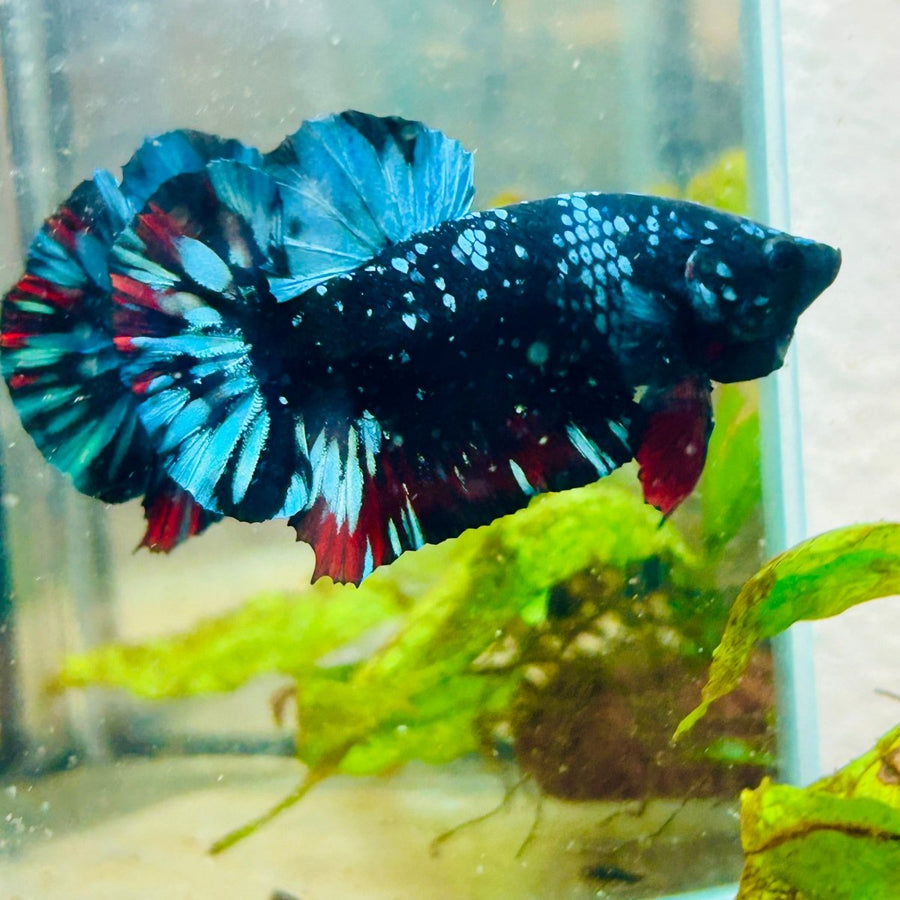 Plakat Avarta Nebula Male Betta 038 Male betta