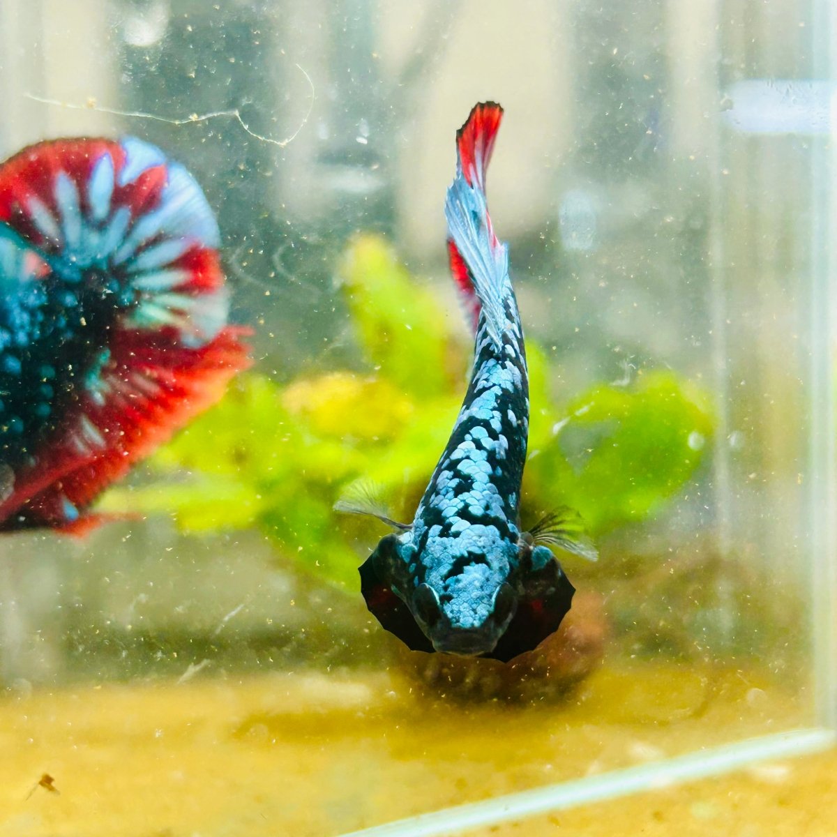 Plakat Avarta Nebula Male Betta 038 Male betta