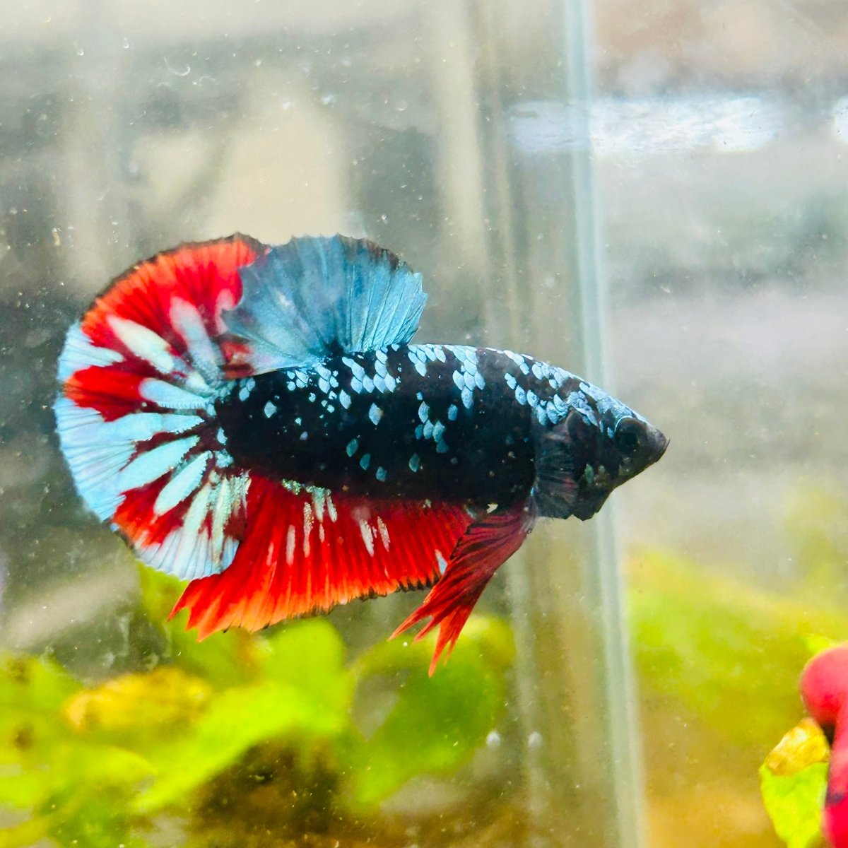 Plakat Avarta Nebula Male Betta 038 Male betta