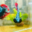 Plakat Avarta Nebula Male Betta 038 Male betta