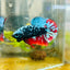 Plakat Avarta Nebula Male Betta 038 Male betta