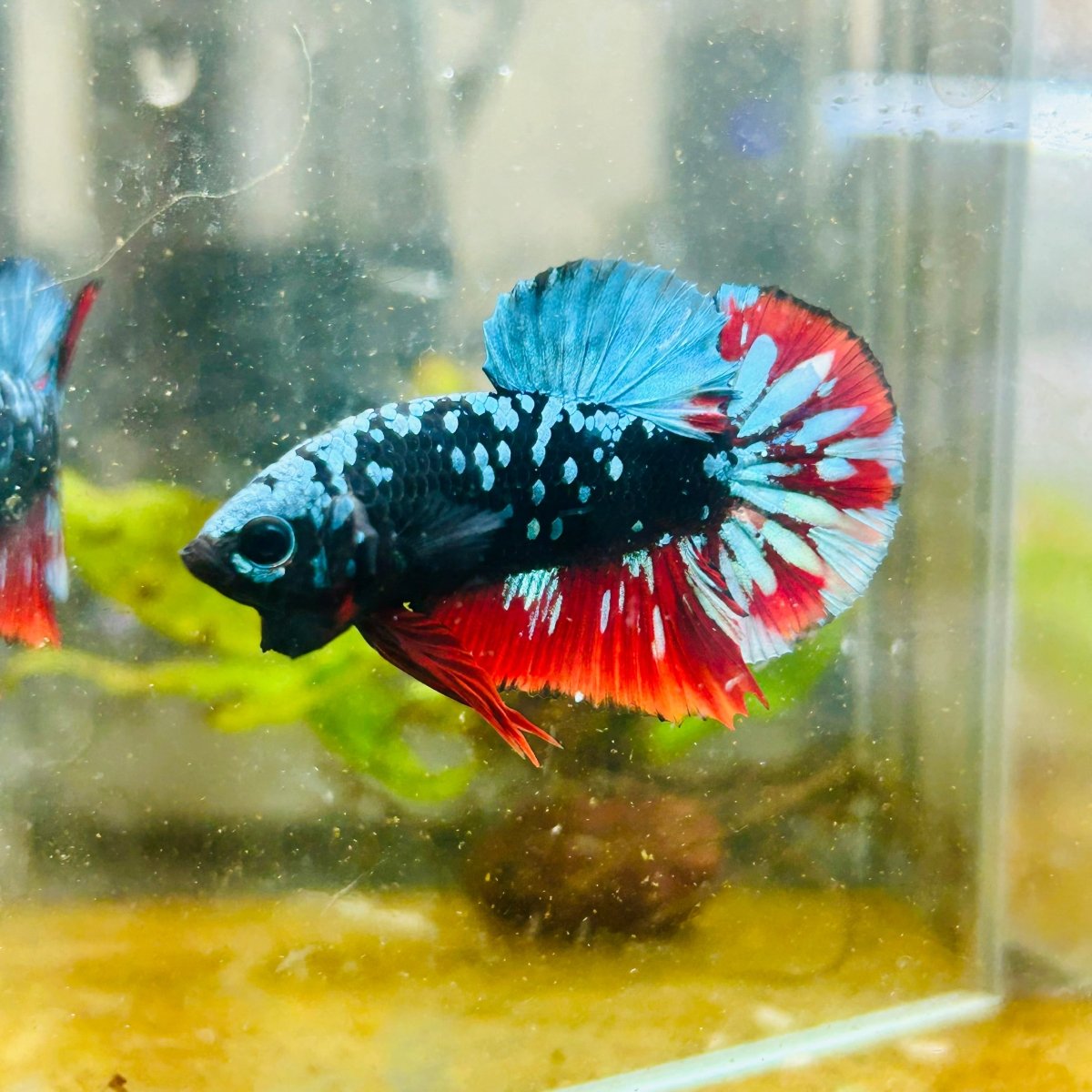 Plakat Avarta Nebula Male Betta 038 Male betta