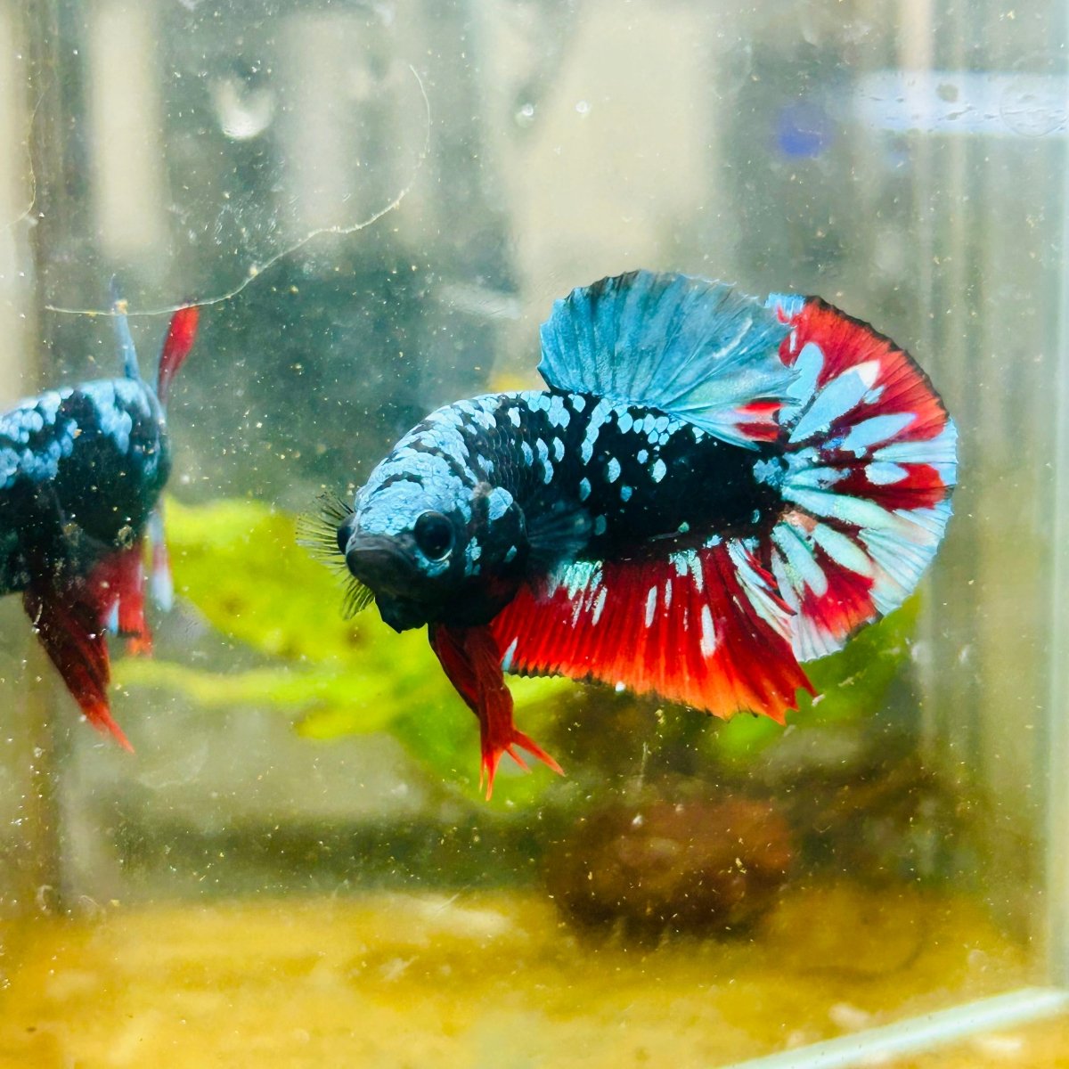 Plakat Avarta Nebula Male Betta 038 Male betta