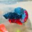 Plakat Avarta Nebula Male Betta 041 Live Betta Fish Male betta