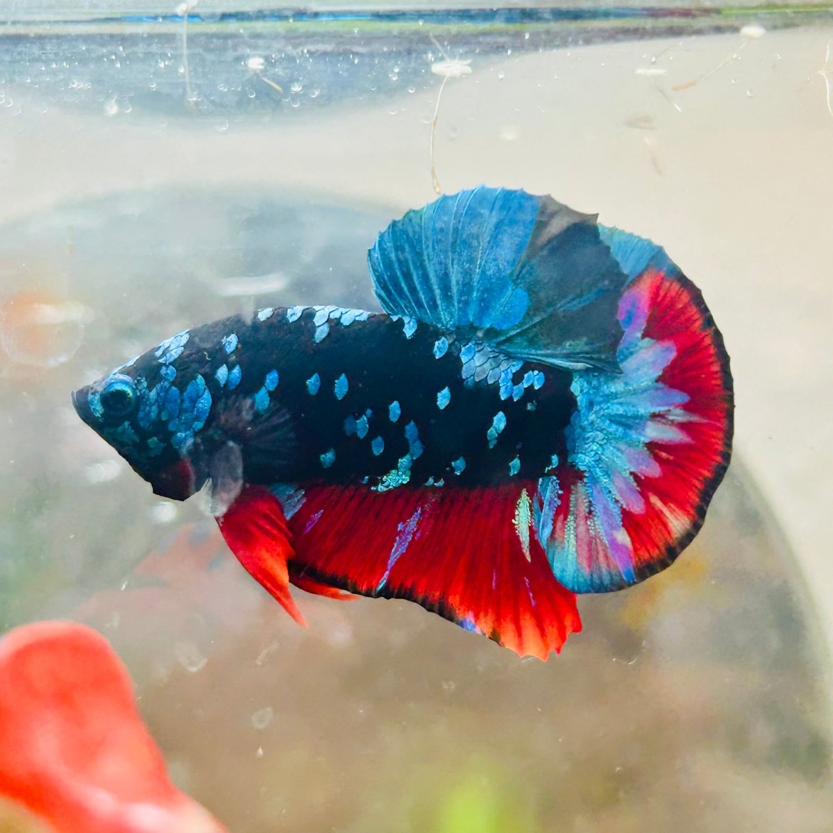 Plakat Avarta Nebula Male Betta 041 Live Betta Fish Male betta
