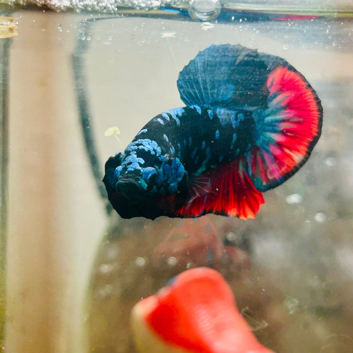 Plakat Avarta Nebula Male Betta 041 Live Betta Fish Male betta