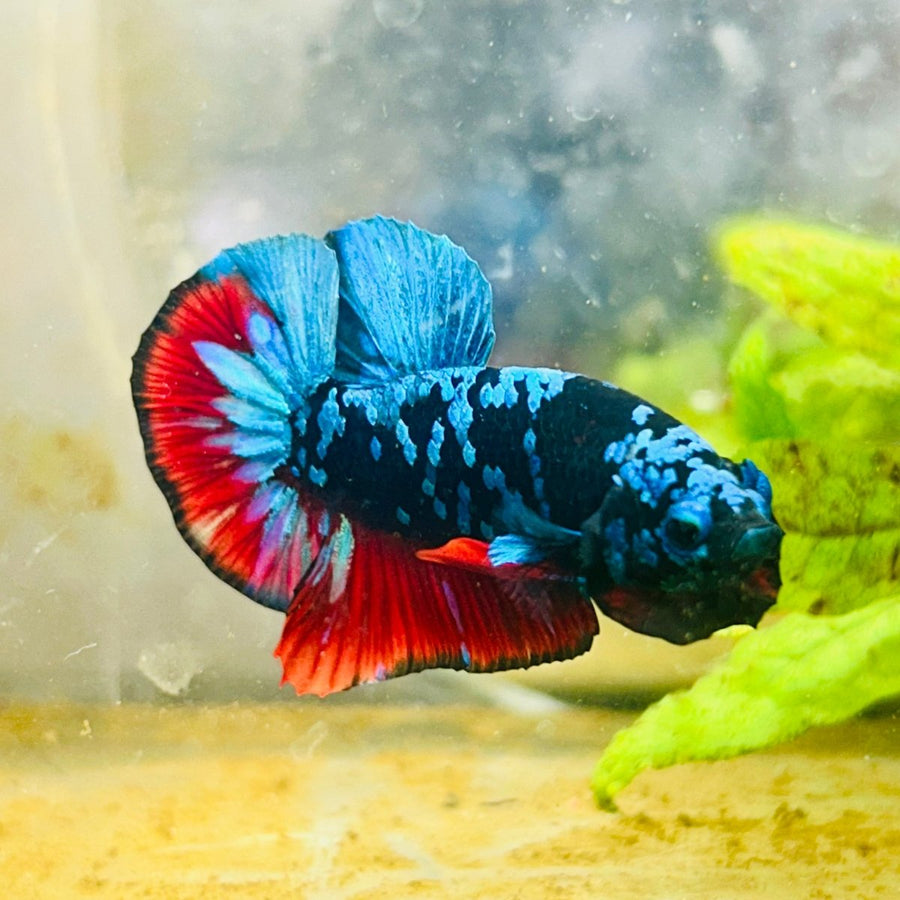 Plakat Avarta Nebula Male Betta 041 Live Betta Fish Male betta