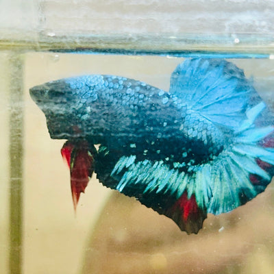 Plakat Avarta Nebula Male Betta 076