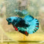 Plakat Avarta Nebula Male Betta 076