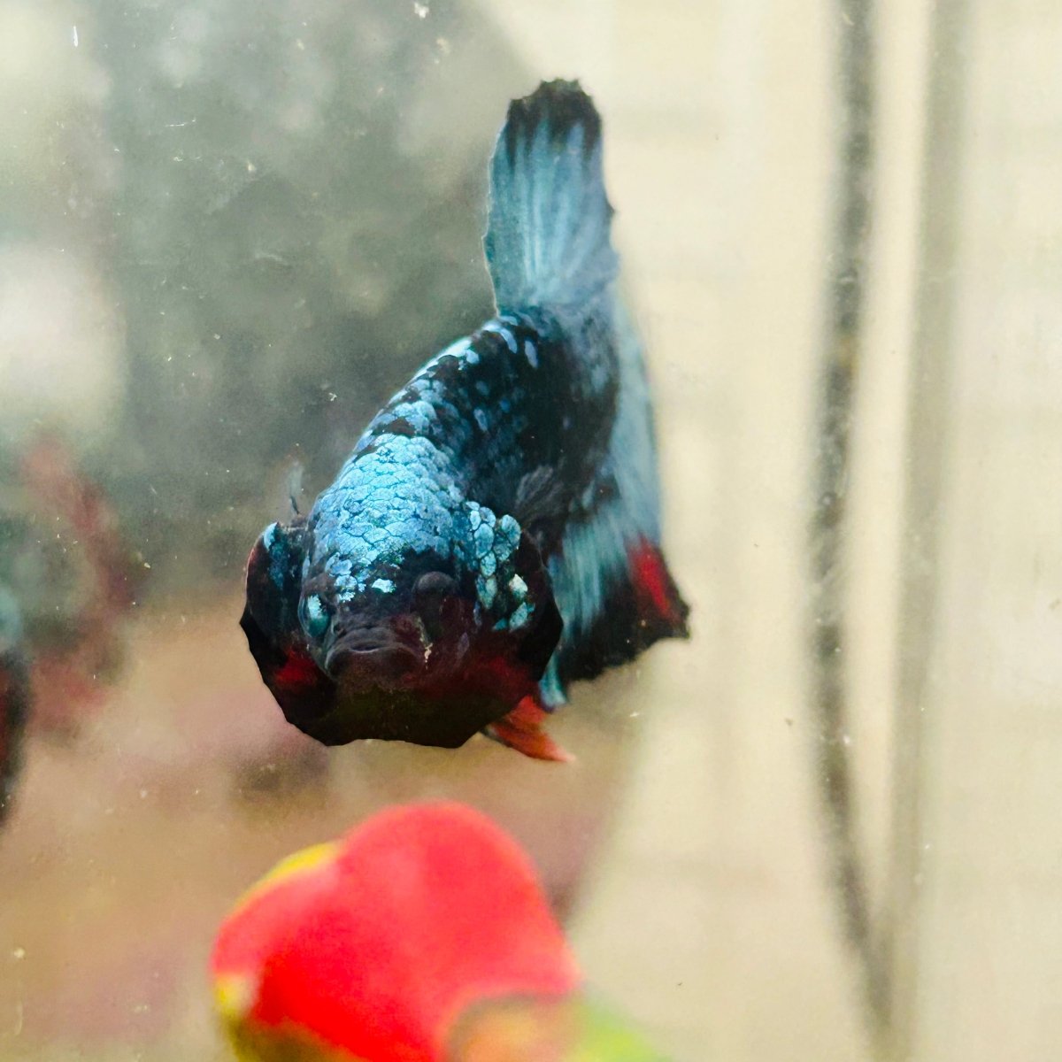 Plakat Avarta Nebula Male Betta 076