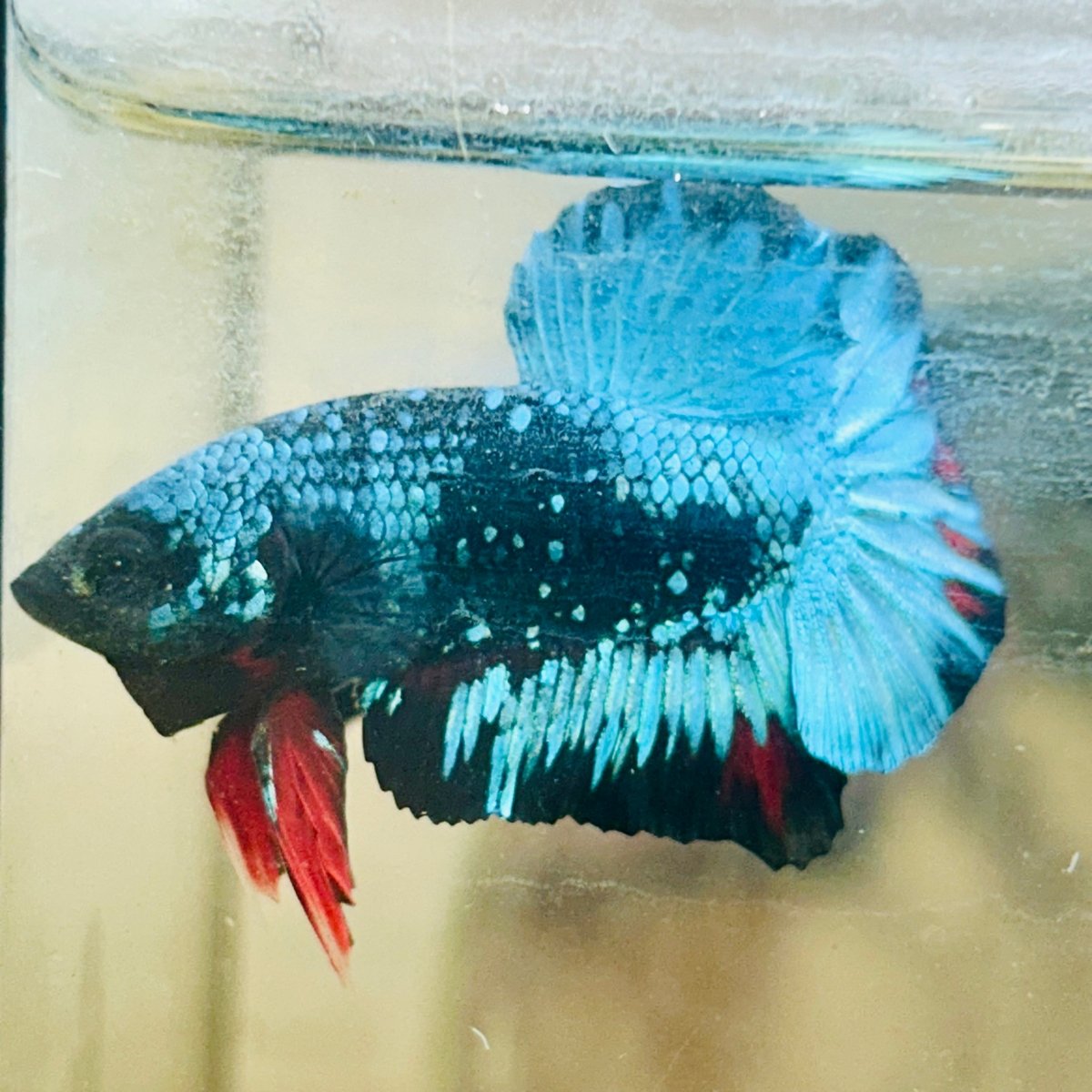 Plakat Avarta Nebula Male Betta 076