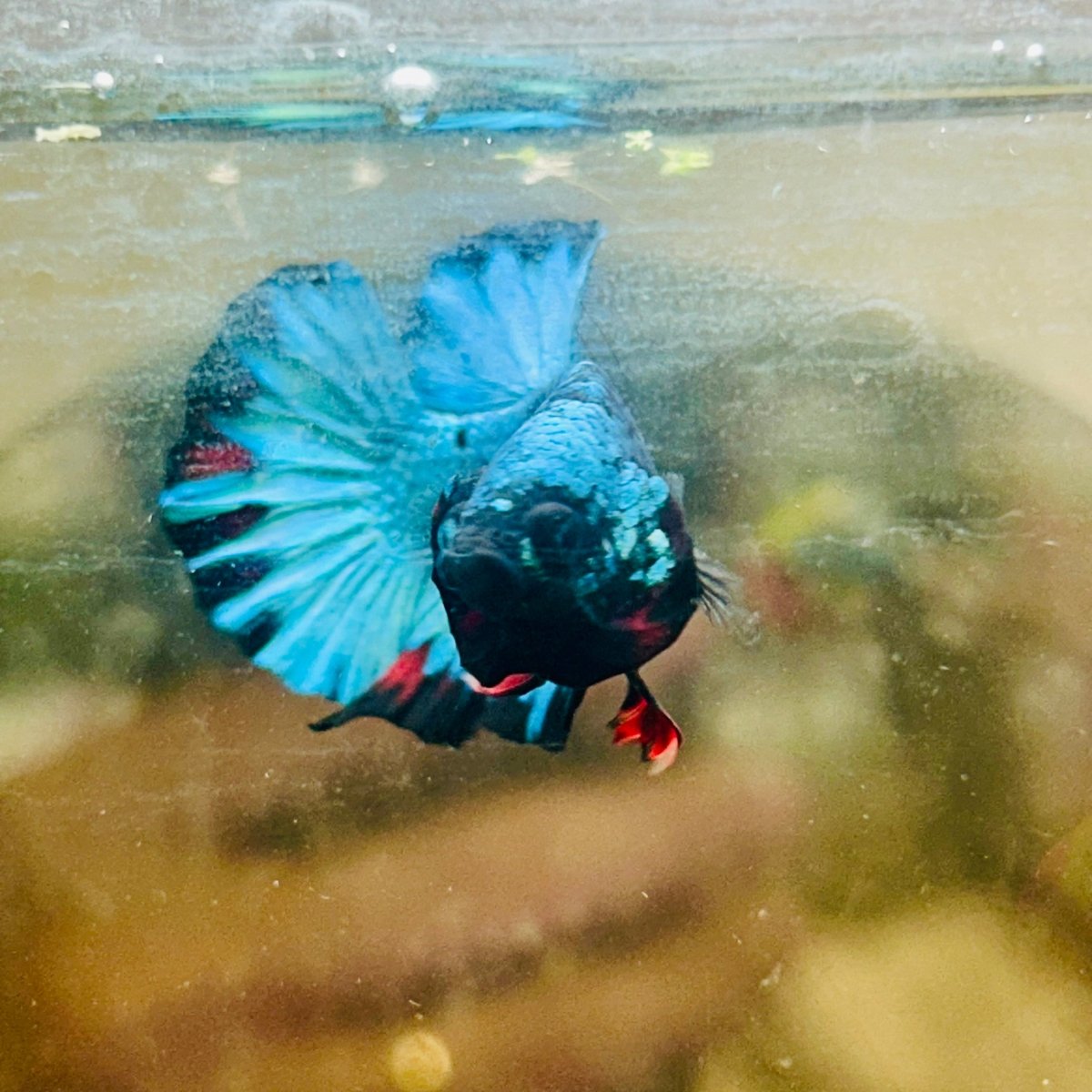 Plakat Avarta Nebula Male Betta 076