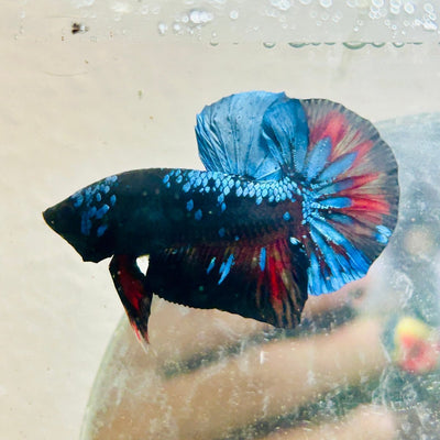Plakat Avarta Nebula Male Betta 077