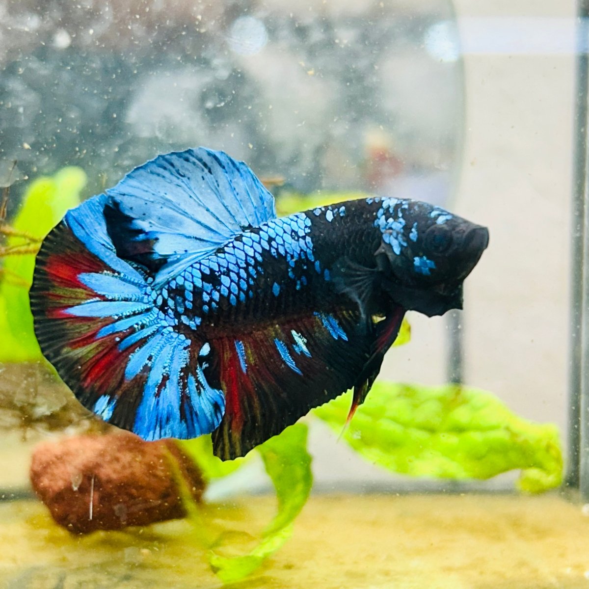 Plakat Avarta Nebula Male Betta 077