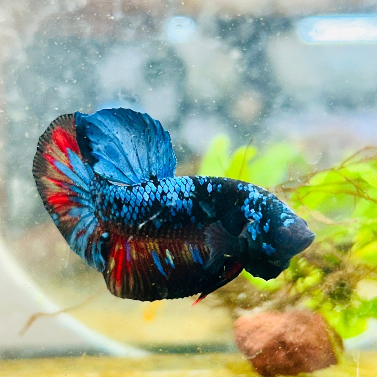 Plakat Avarta Nebula Male Betta 077