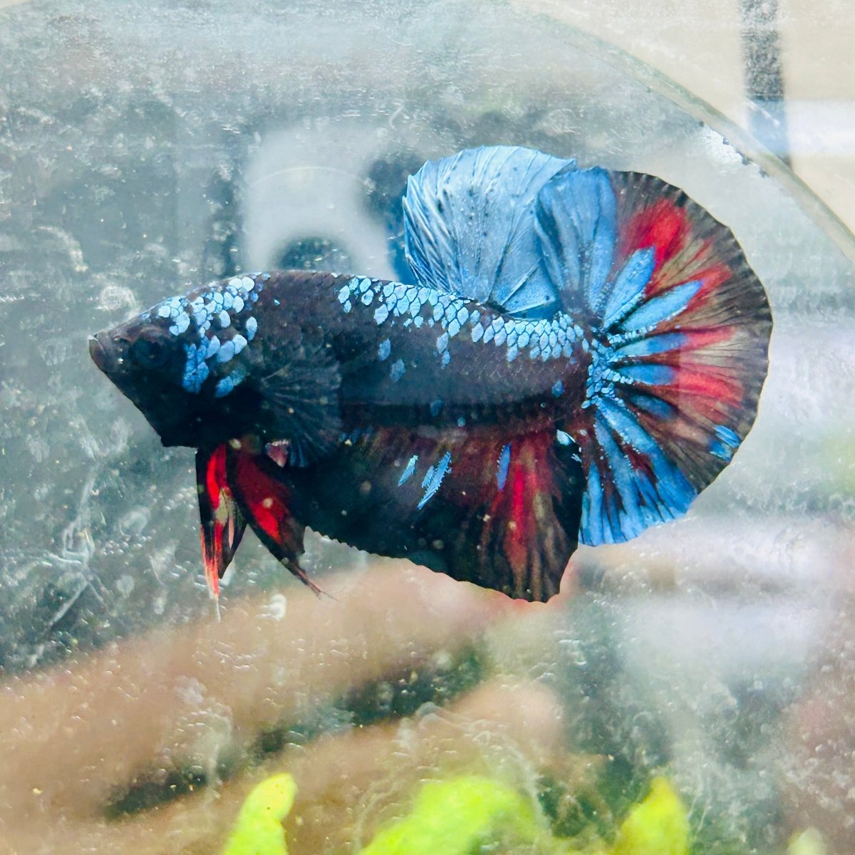 Plakat Avarta Nebula Male Betta 077