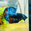 Plakat Avarta Nebula Male Betta 077