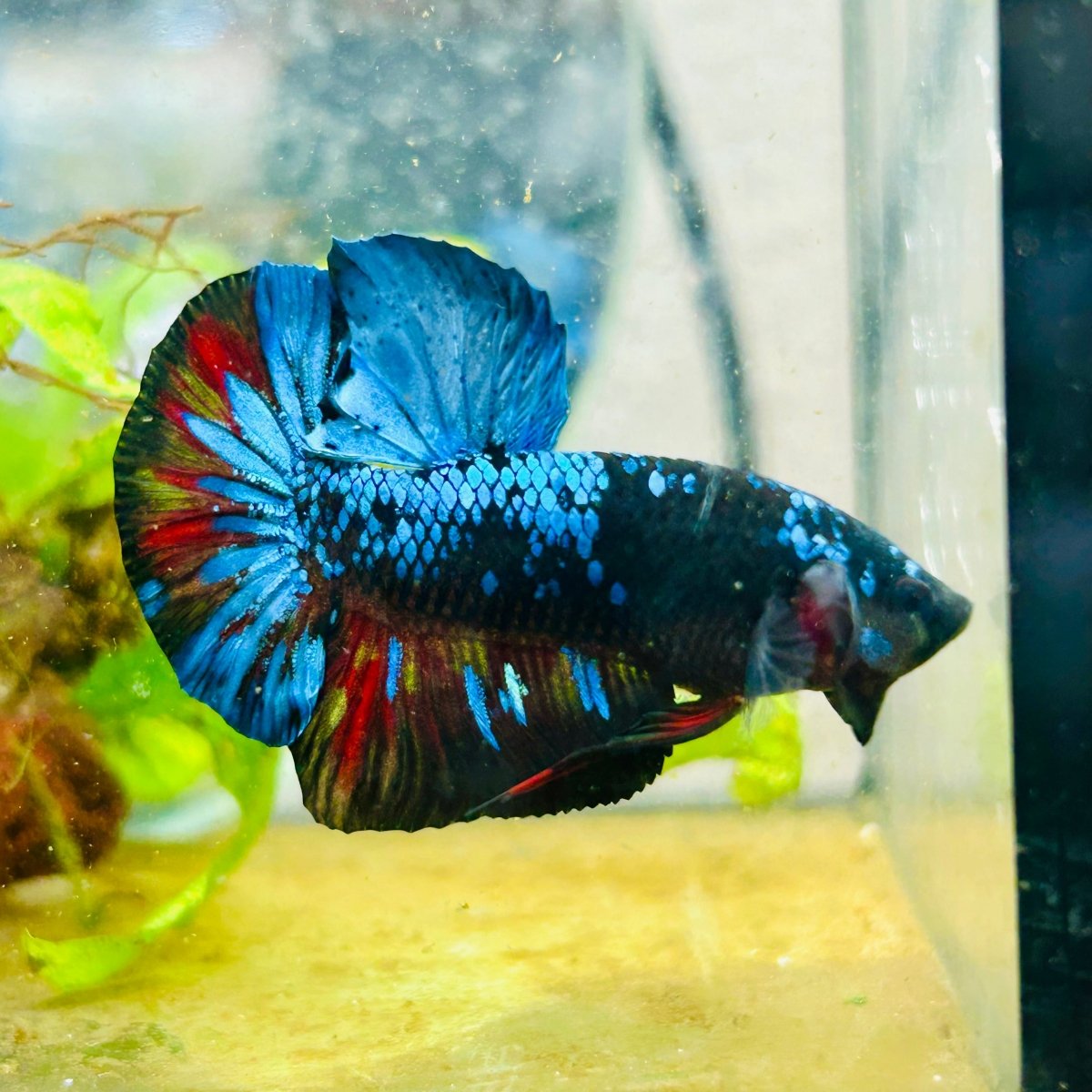 Plakat Avarta Nebula Male Betta 077