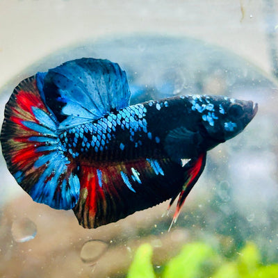 Plakat Avarta Nebula Male Betta 077