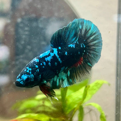 Plakat Avarta Nebula Male Betta 078