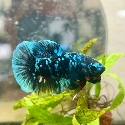 Plakat Avarta Nebula Male Betta 078