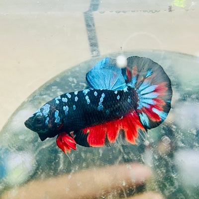 Plakat Avarta Nebula Male Betta 096 Male betta