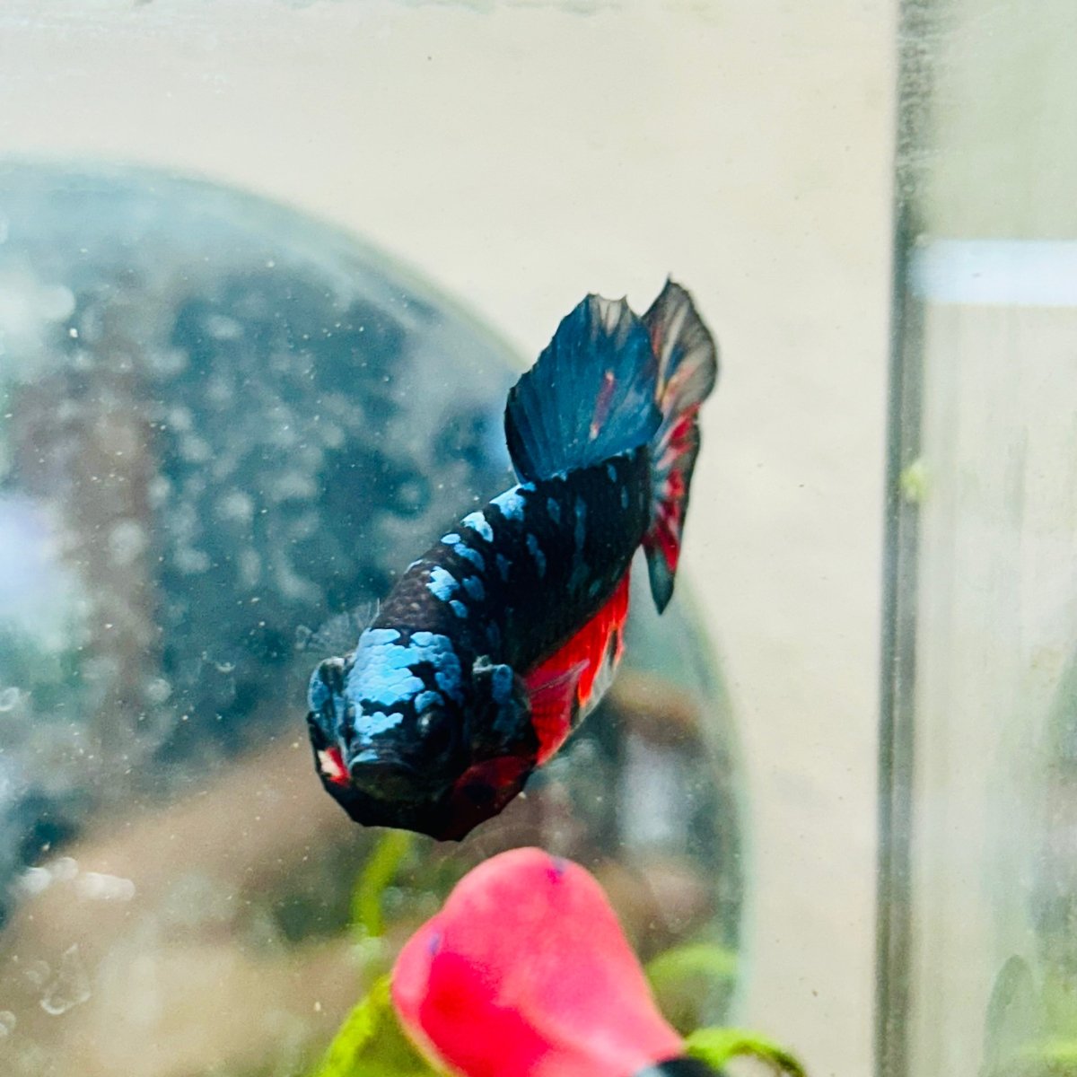 Plakat Avarta Nebula Male Betta 096 Male betta