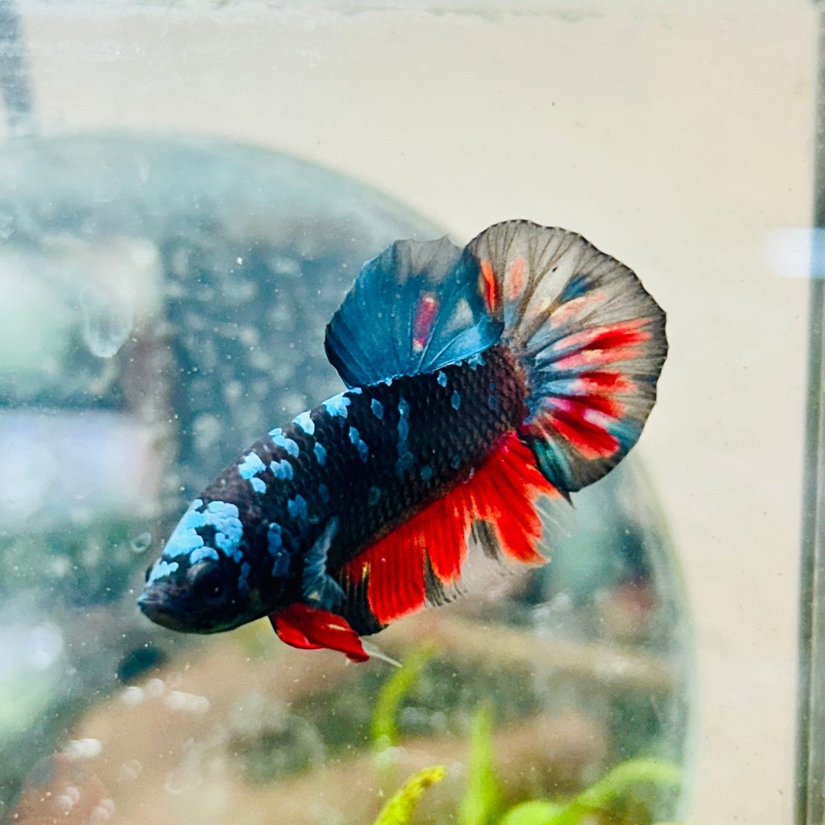Plakat Avarta Nebula Male Betta 096 Male betta