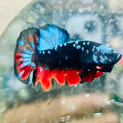 Plakat Avarta Nebula Male Betta 096 Male betta