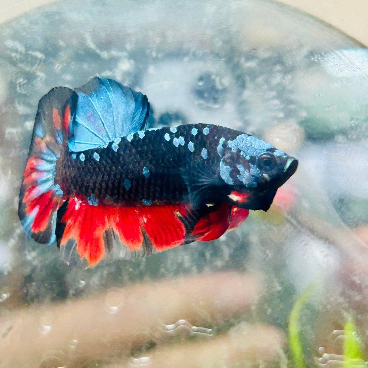 Plakat Avarta Nebula Male Betta 096 Male betta