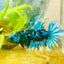 Plakat Avarta Nebula Male Betta 122 Male betta