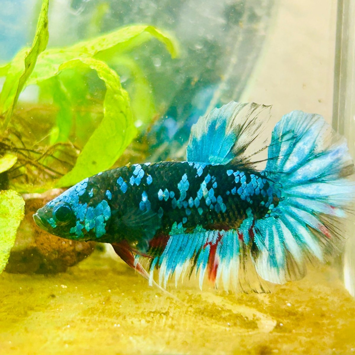 Plakat Avatar Nebula Male Betta #122