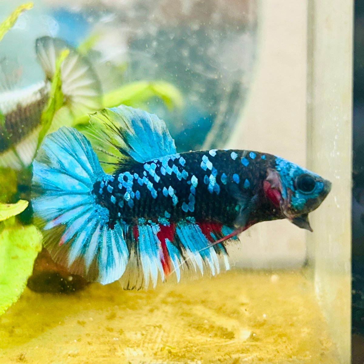 Plakat Avatar Nebula Male Betta #122