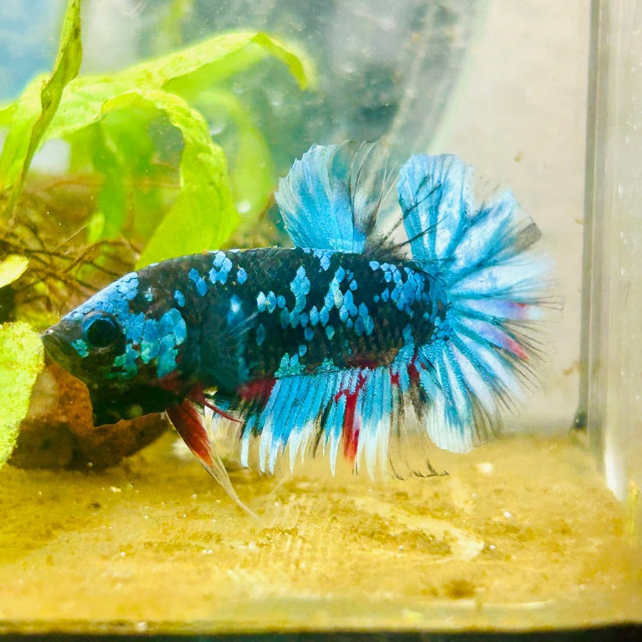 Plakat Avarta Nebula Male Betta 122 Male betta