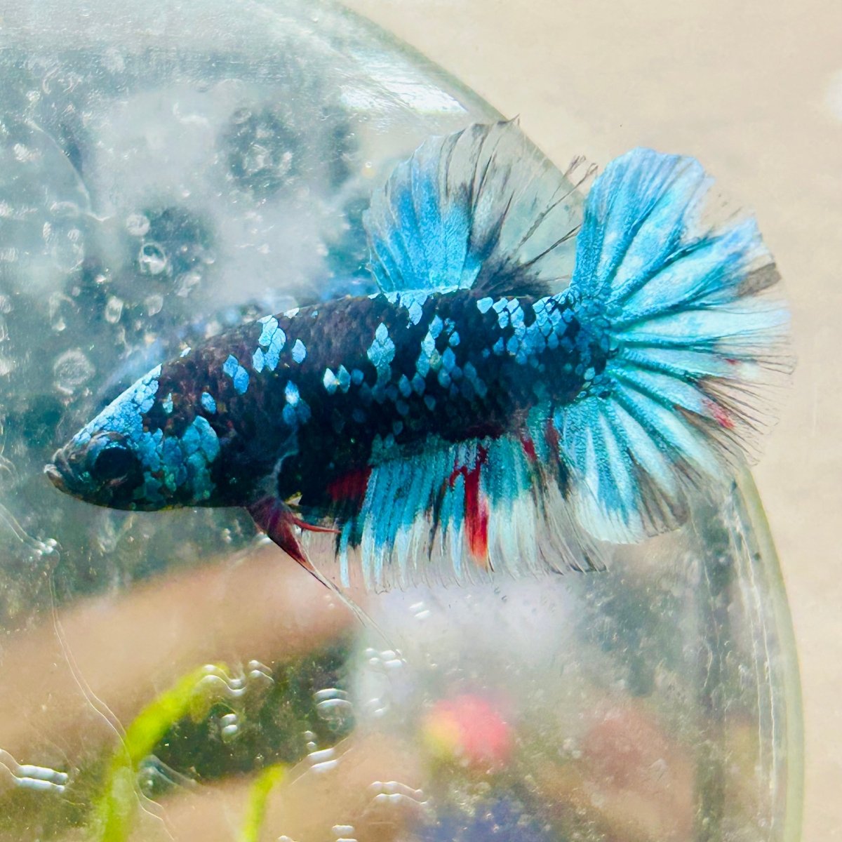 Plakat Avatar Nebula Male Betta #122