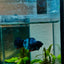 Plakat Avarta Nebula Male Betta 127 Male betta