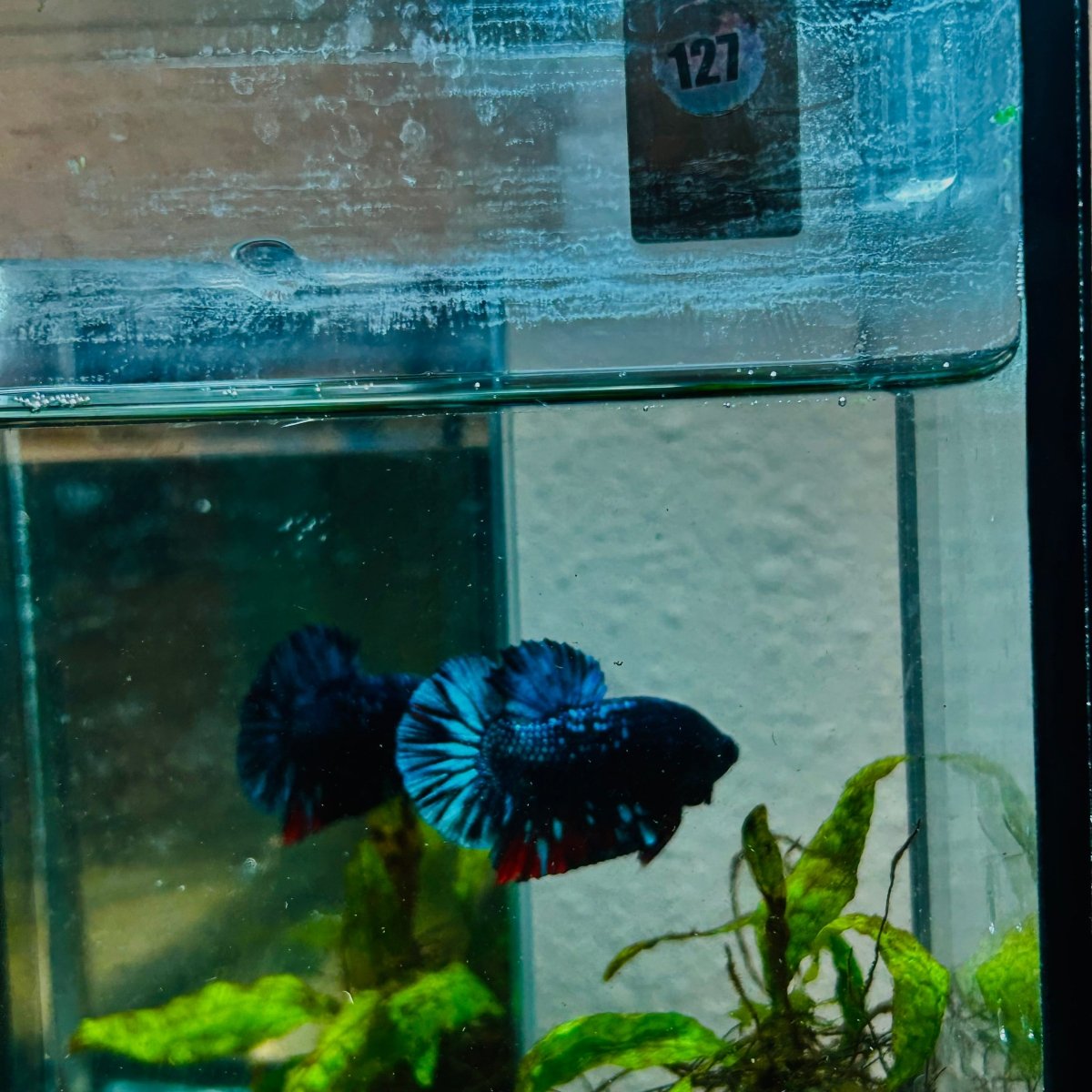 Plakat Avarta Nebula Male Betta 127 Male betta